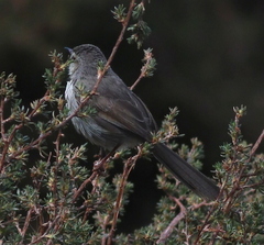 Prinia maculosa