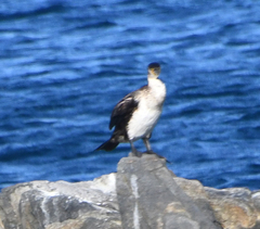 Phalacrocorax capillatus
