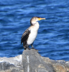 Phalacrocorax capillatus