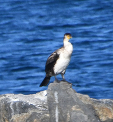 Phalacrocorax capillatus