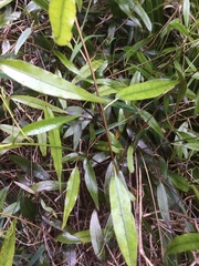 Passiflora tetrandra