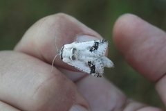 Parahypopta caestrum