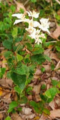 Xanthosia rotundifolia