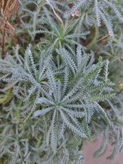 Santolina chamaecyparissus