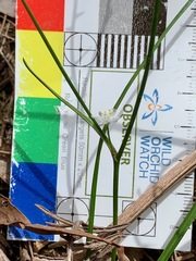 Caesia parviflora minor