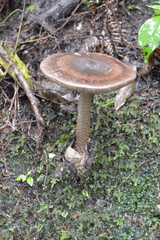 Amanita pekeoides