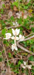 Xanthosia rotundifolia