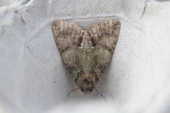 Polyphaenis sericata