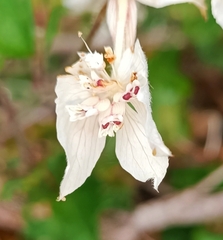 Xanthosia rotundifolia