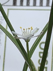 Caesia parviflora minor