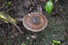 Amanita pekeoides
