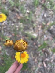 Xerochrysum bracteatum
