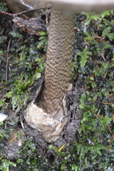 Amanita pekeoides