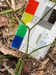 Caesia parviflora minor