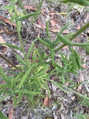 Xerochrysum bracteatum