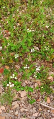 Xanthosia rotundifolia