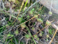 Petrosedum forsterianum