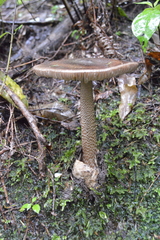 Amanita pekeoides