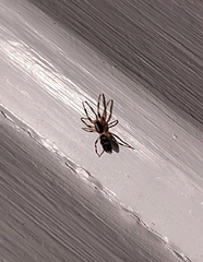 Lampona cylindrata