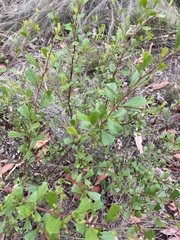 Dodonaea triangularis