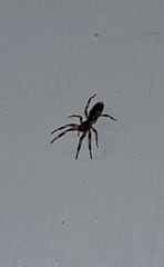 Lampona cylindrata