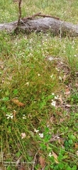 Xanthosia rotundifolia