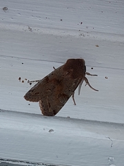 Orthosia incerta