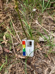 Caesia parviflora minor