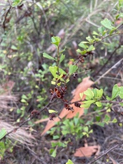 Dodonaea triangularis