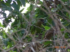Poicephalus cryptoxanthus cryptoxanthus