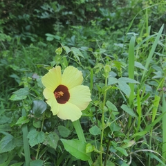 Hibiscus surattensis