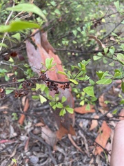 Dodonaea triangularis