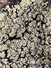 Rhizoplaca subdiscrepans