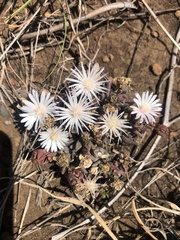 Delosperma