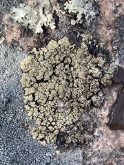 Rhizoplaca subdiscrepans