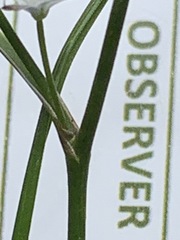 Caesia parviflora minor