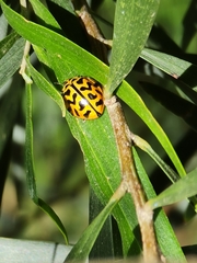 Cleobora mellyi