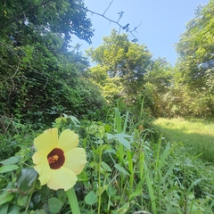 Hibiscus surattensis
