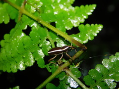 Cryptoderma