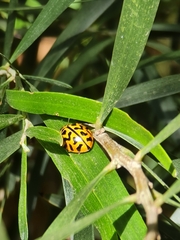 Cleobora mellyi