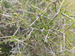Melicytus