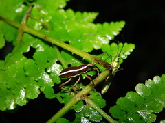 Cryptoderma