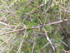 Melicytus