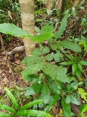 Alectryon tomentosus