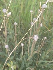 Pseudopegolettia tenella