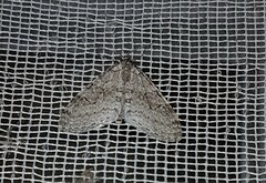 Trichopteryx carpinata