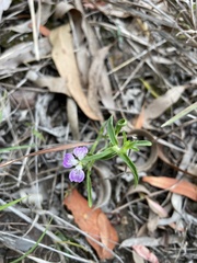 Rostellularia adscendens