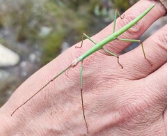Macynia labiata