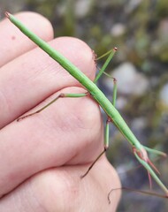 Macynia labiata