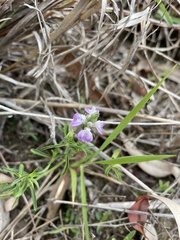 Rostellularia adscendens